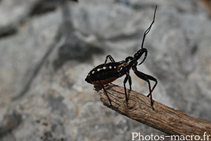 Rhinocoris annulatus